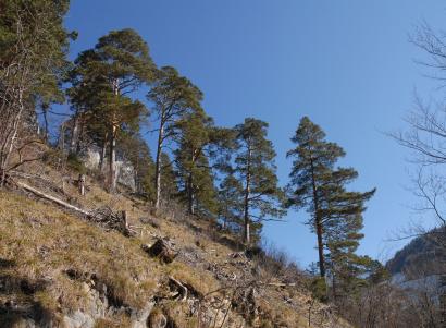 Föhren auf dem Hundsmattrücken Foto: Thomas Mosimann