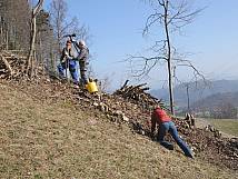 Neupflanzung am Arbeitseinsatz im 2016