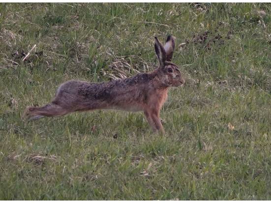 Feldhase im Bergrain
