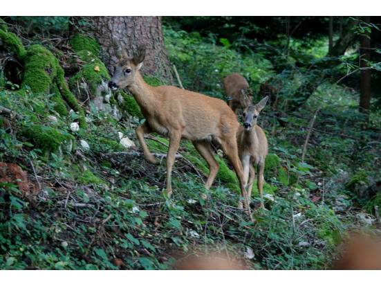 Rehgeiss mit Kitz bei der Arifluh
